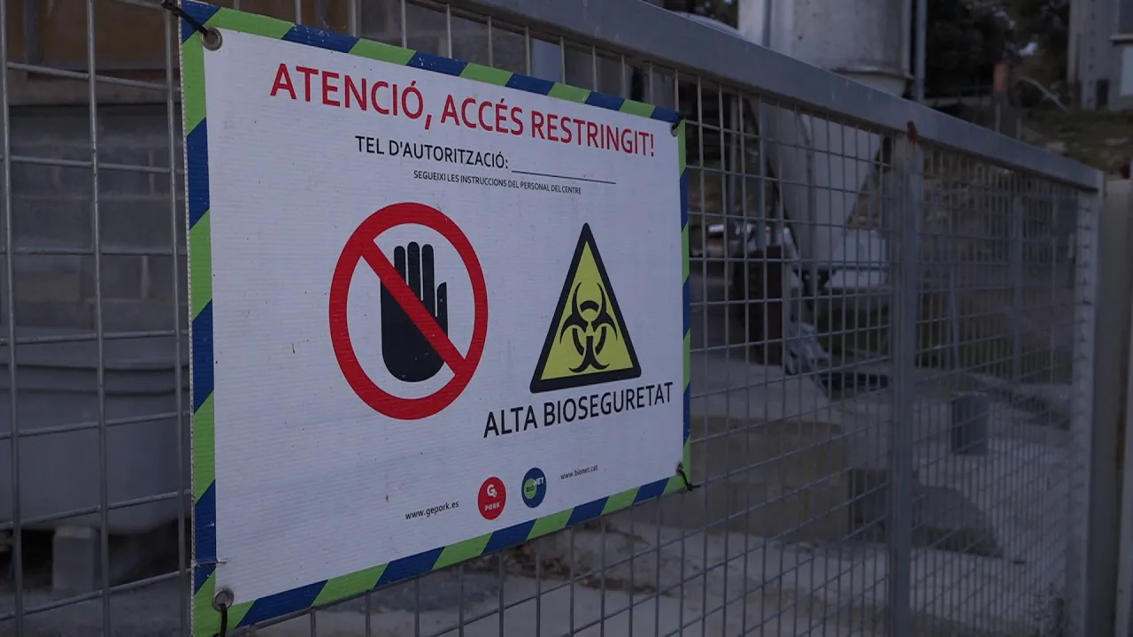 El sector porcí d’Osona i el Lluçanès preocupats per la comercialització de la carn de porc