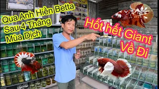 Qua Anh Nhí Betta Hốt Hết Giant Betta Khổng Lồ| Thăm Anh Hiền Betta Sau 4 Tháng Mùa Dịch Betta Bales