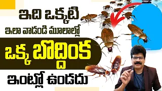 ఈ టిప్స్‌ తో బొద్దింకలు ఇంటి నుంచి పారిపోతాయ్‌! Natural Ways to Get Rid of Cockroaches Permanently