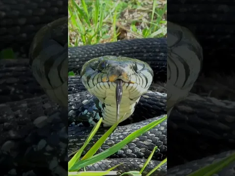El nido falso que burla a las serpientes🔥 #naturaleza #aves #shorts