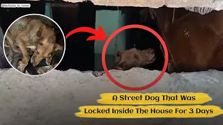 A street dog🐕 got stuck in a house and remained stuck there for 3 days🥺🥲