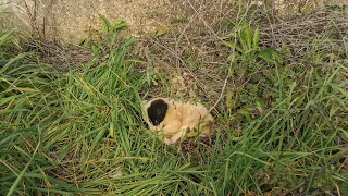 Puppies  abandoned in a field ... They were left there to die.