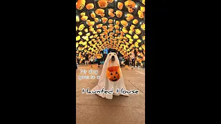 My Dog Goes To A Haunted House!