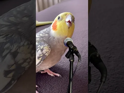 Sultan papağanı Mecnun şarkı söylüyor #cockatiel #song #pets