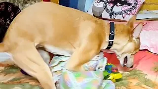 Funny dog dance compilation 🐶 ❤️ 😂 #funnydogvideo #doglover #viral