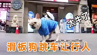 狗狗滑板已经炉火纯青，看到要撞跳车礼让行人，太牛了！#法斗 #滑板 #萌宠 #小法斗球球 #潮流运动笔记