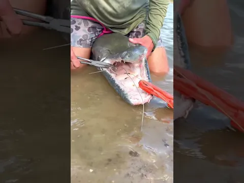 The GarSaver rig with a giant hooked right inside the mouth.