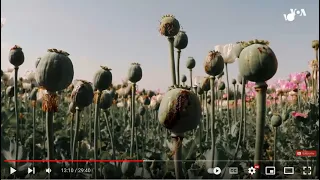 هلمند - مرکز مواد مخدر افغانستان