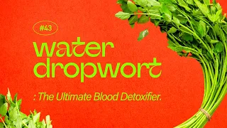 Water Dropwort : The Ultimate Blood Detoxifier