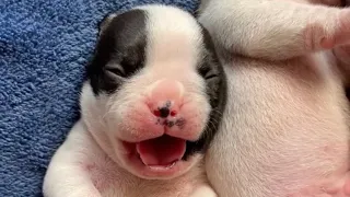 2-Week-Old French Bulldog Puppies: Precious Puppy Breath Moments!