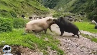 Кабан Не На Того Нарвался / Случаи с Животными Снятые На Камеру