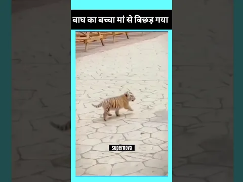 बाघ का बच्चा मां से बिछड़ गया #short #tiger