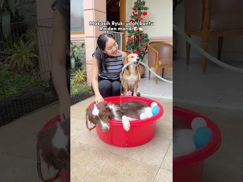 ANABUL PINTAR MANDIKAN ADIK‼️😍 RAIDEN SUKA BERENDAM🛁😂 #shorts #anjinglucu