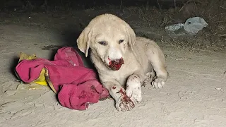 Puppy’s nose was injured, but she gave kisses as soon as she could!