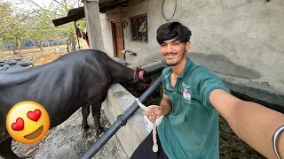 Aaj Gaay Bhes ko pani pilana sikh gaya 😃