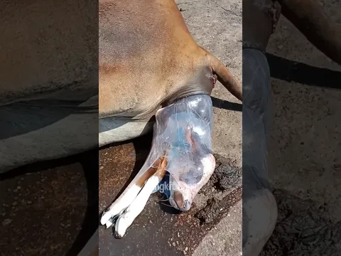 Sapi melahirkan anak punya kaki 2 #sapi #hewan #komedi #lucu #viral #melahirkan #bocah #beyblade