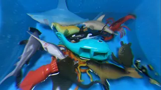 Learn English Korean Names of Sea Animals  바다동물 바다생물 바다 속 영어 이름 배우기