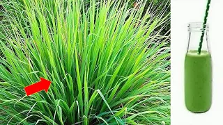 Só 1 folha dessa planta vale uma mina de ouro (Você tem em casa)