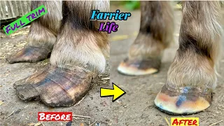HOOF RESTORATION - FARRIER - START TO FINISH  #satisfying #oddlysatisfying #asmr
