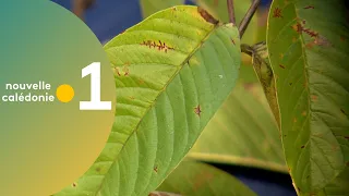23/ Des racines et des plantes : les bienfaits du goyavier