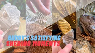 Buddy's best satisfying sheding moments!