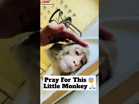 Pray For This Little Monkey 😰 | #301