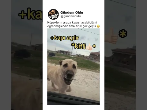 Köpeklerin araba kapısı açabildiğini öğrenmişsindir ama artık çok geçtir 😅