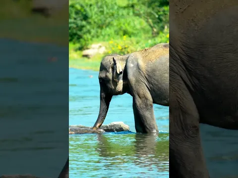 How does an elephant use its trunk to drink water and eat grass? Look