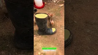 Make poultry feeding tools from used rain boots