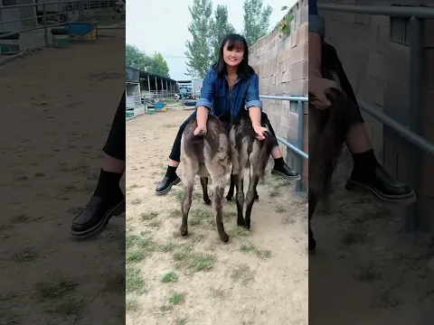 Funniest Donkey Ever Donkey Training the fun way 55