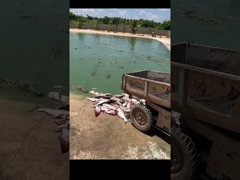 Working every day ! You need this job , Feeding to crocodile at farm #crocodile #short EP18