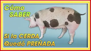 CERDAS Cómo saber si Está PREÑADA ǀ Ing. Jannin Hernández Blandón