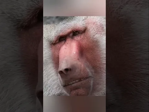 Baboon Trap 🪤 By Wild Adventures