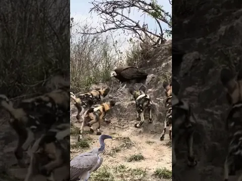 Vulture vS Wild dogs
