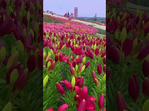 別聽世俗的耳語，去看喜歡的風景。賞花釋放心情，能解千愁，聞到花香，日子就有了香氣，忙碌的日子裡，用自己喜歡的方式溫暖自己，花開富貴 好運自來… #好看的花一定要分享給你 #百合花 #浪漫花海