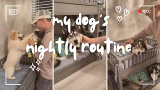 My Dog's Have Bunkbeds! Their Cozy Nightly Routine