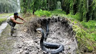 KEMUNCULAN SOSOK JELMAAN ULAR KING COBRA HITAM KALIMANTAN | RESCUE | ULAR | MANDA PETUALANG