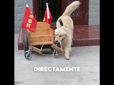 Este Perrito Terminó Siendo un Héroe! 😱🐕