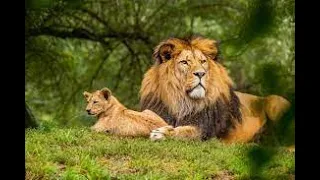 Wildlife - Free Nature animals Videos