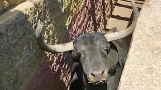 ✅VAYA PEPINO DE TORO DE LA PALMOSILLA PARA SESEÑA (TOLEDO) 10 de agosto a las 20:30💯💥💥💥