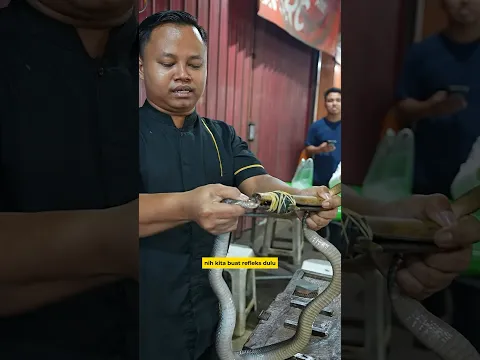 ULARNYA 70RIBU !