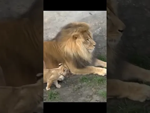 Funny Father of Lion Cub 🤣 | Nouman Hassan |