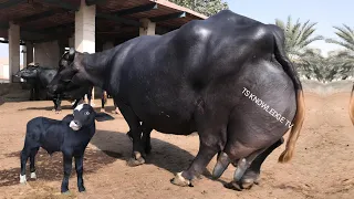 World Biggest Udder Nili Ravi Buffaloes 47.239 Kg Milk of Haji Shaukat Doggar Cattle Farm of Multan