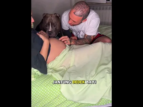 Anjing ini terkejut saat mendengar detak jantung bayi majikannya🥺❤️