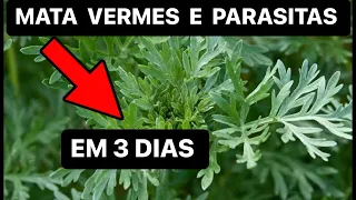 O MELHOR REMÉDIO DO MUNDO PARA ELIMINAR VERMES E PARASITAS EM 3 DIAS - DR RENATO SILVEIRA