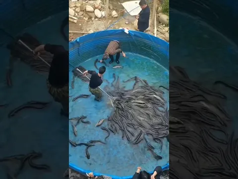 Fish Farming का गजब तरीका By Wild Adventures