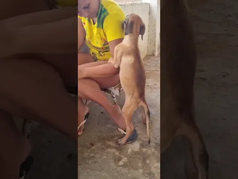 #pitbull #goldenretriever #pets #doglife #cute #funny #doglife