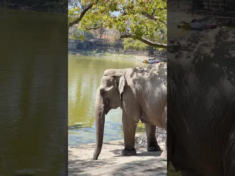 Elephant 🐘 #elephant #animal #cute #peace #nature #reels #zoo #beauty