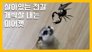 살아있는 전갈 개박살 내는 미어캣 [냥이아빠]