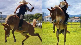 ROZETA NO BURRÃO MULADEIRO VÉI 🐴